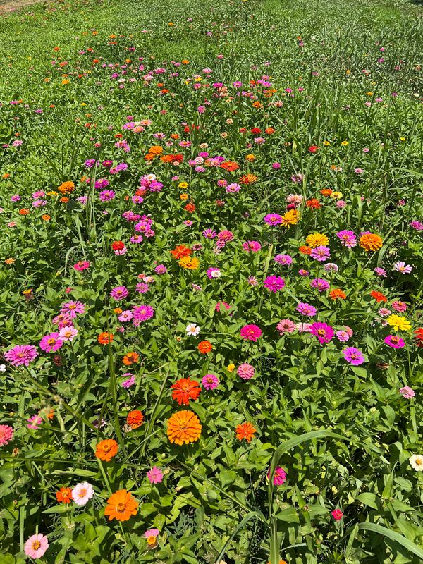 Beautiful Flowers Garden Tennessee